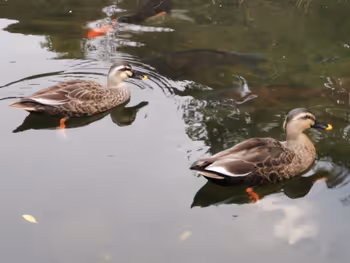 面影橋站甘泉園公園的休息場所其八