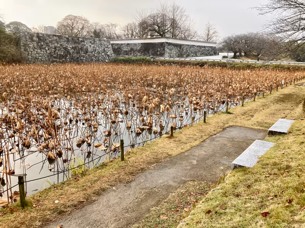 舞鶴公園 お堀端の写真1