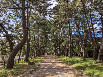 Resting place on the Nagasaki Kaido, Magarikinonmatsu-namiki near Nishi-Kurosaki Station, Part 2