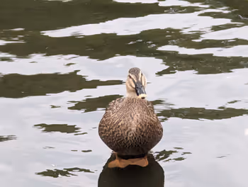 Rest Area 7 at Zelkova Plaza, Shakujii Park, Shakujii-koen Station