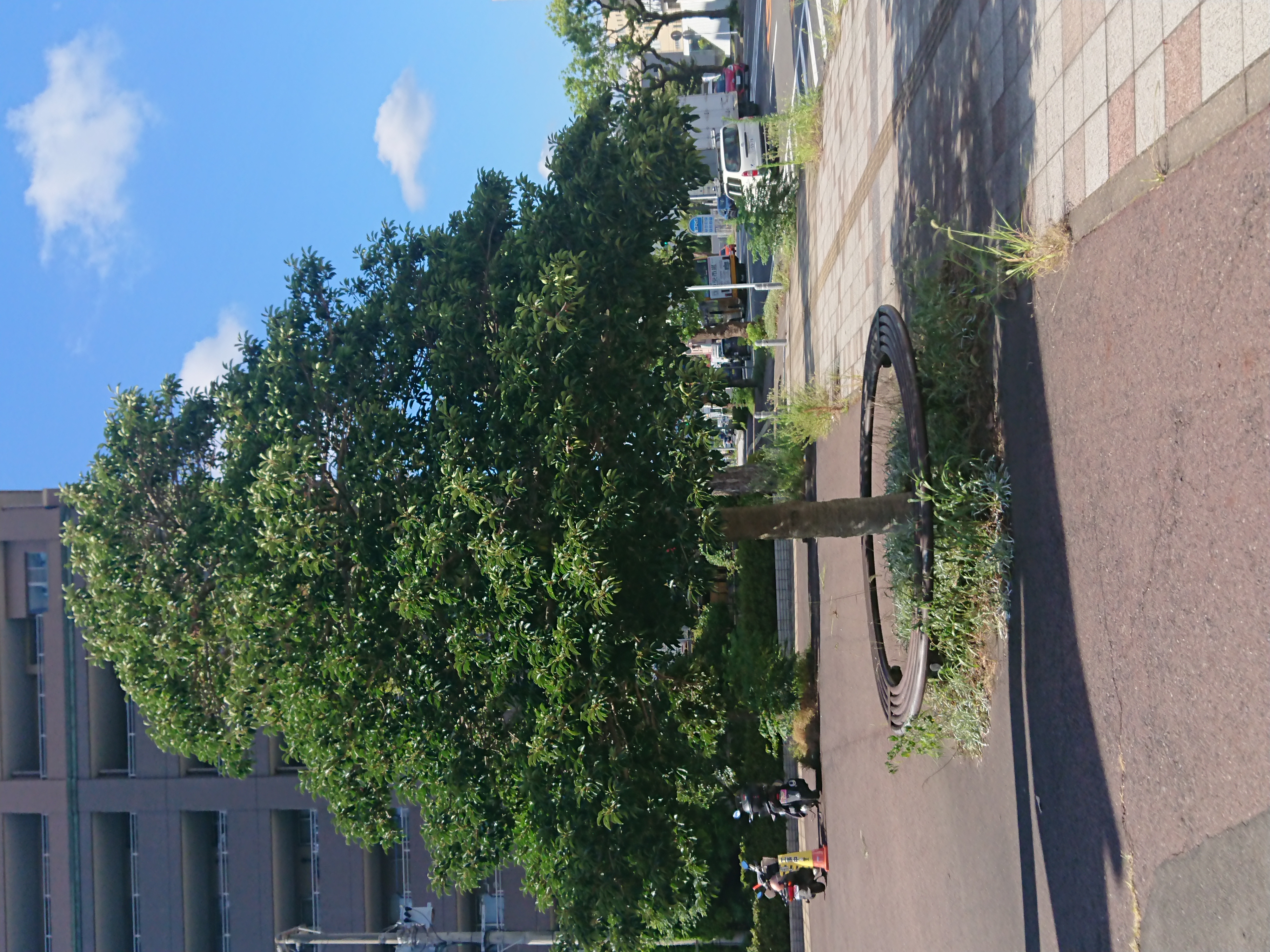 城南小学校前の写真1