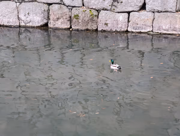 二条城 東大手門前歩道の写真3