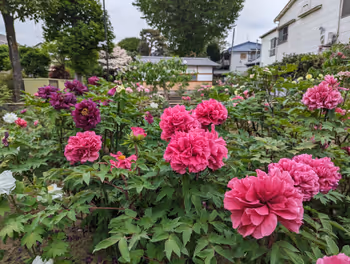 沼袋車站禪定院的休憩場所5