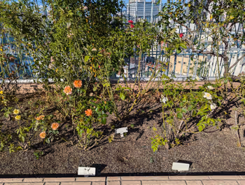 Rest area at Heiwadori Station Sky Park, part 7