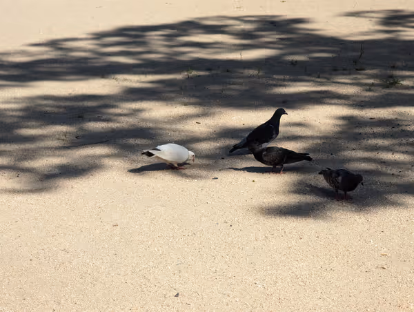 米町公園の写真6