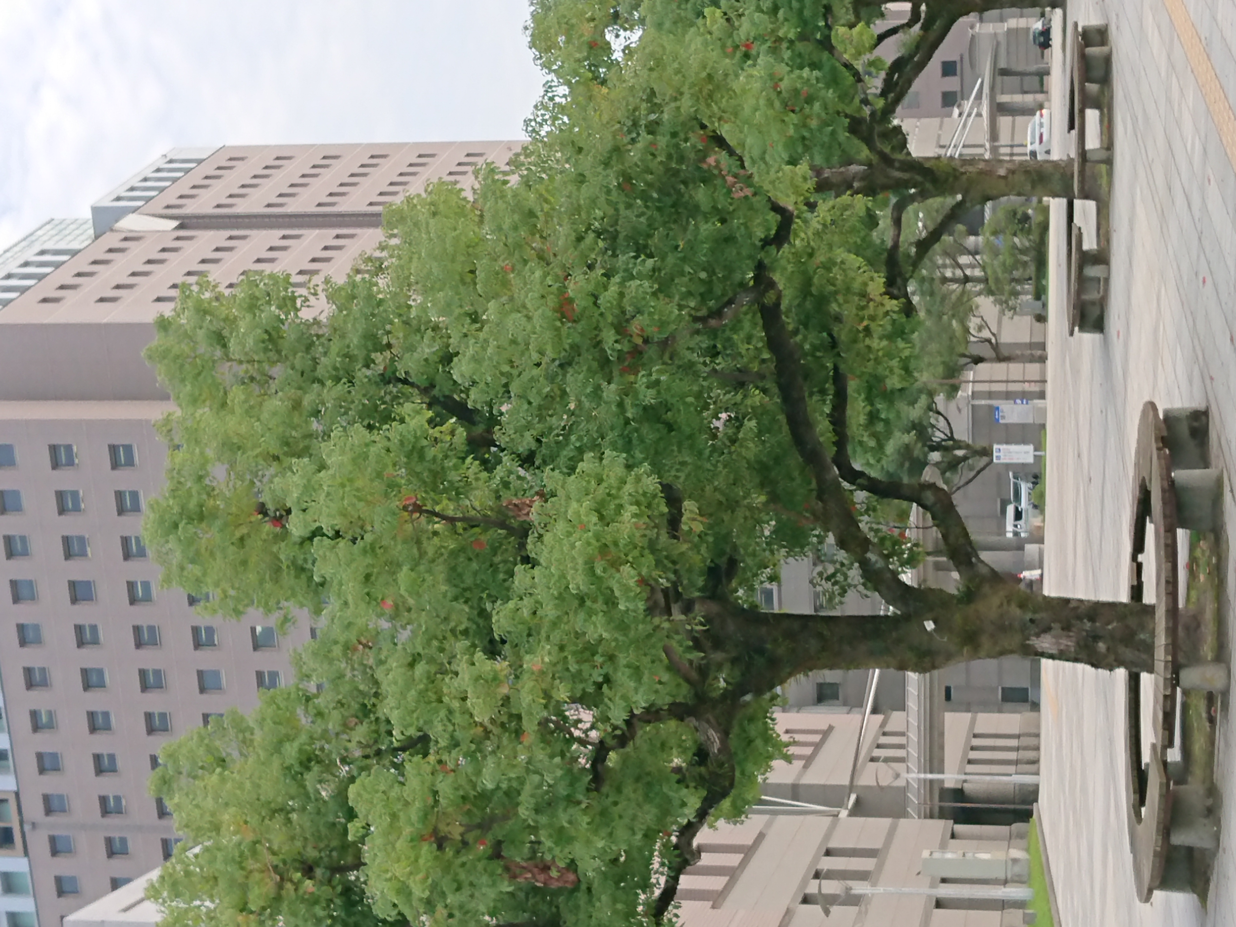 議会庁舎前の写真1