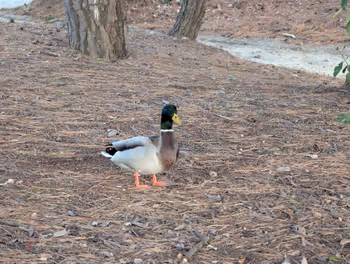 大濠公園駅大濠公園 中ノ島の休憩場所その4