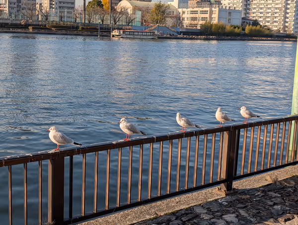 言問団子桟橋付近の写真5