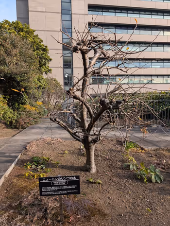 三井住友海上駿河台ビル 屋上庭園の写真8